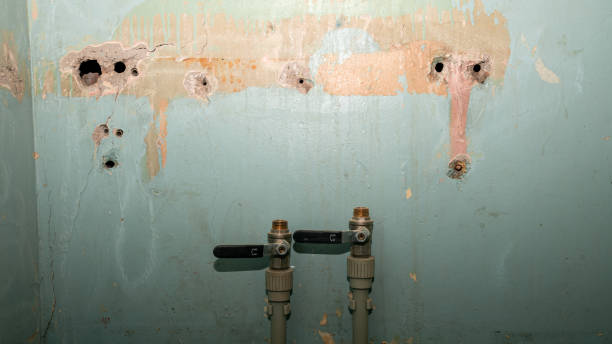 Best Mold removal after water damage  in Sherrelwood, CO